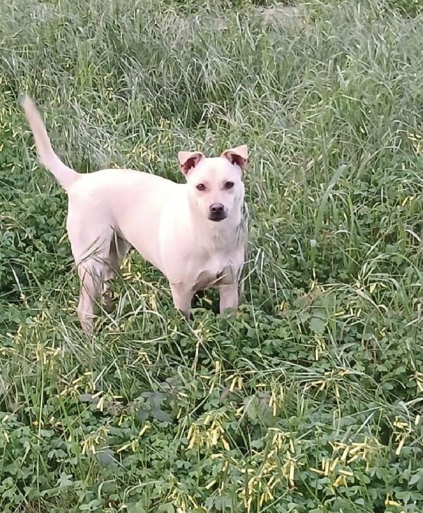 Terry tenera cagnolina taglia medio piccola cerca casa  Foto 5